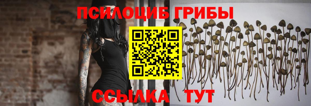 Псилоцибиновые грибы Psilocybine cubensis Альметьевск